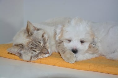 Auchan : l’enseigne de la grande distribution entre sur l’assurance chiens et chats avec une offre digitale